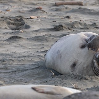 Elephant Seal Resting on Sandy Beach at Drakes Beach