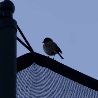 Perched Silhouette