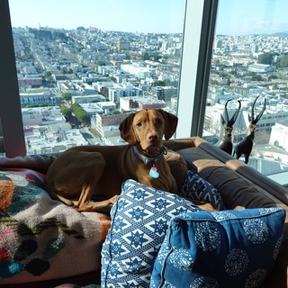Dog Relaxing in High-Rise City Apartment