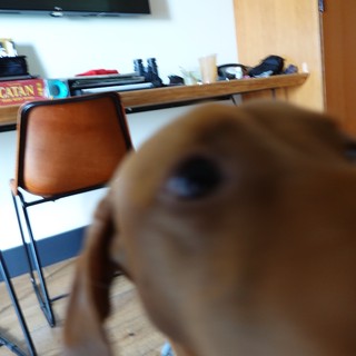 Curious Dog Photobombs Home Office Shot