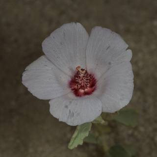 A Geranium Flower in Bloom