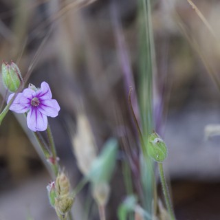 Delicate Purple Wildflower Blooms Among Dry Grasses