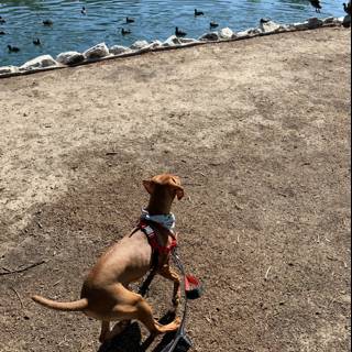 Canine Adventure by the Pond