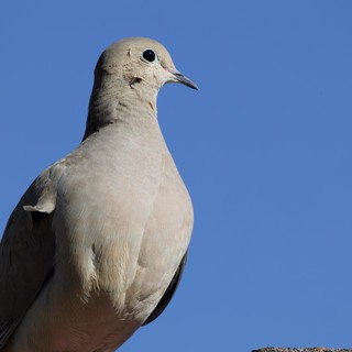 Eurasian Collared-Dove Portrait Against Clear Blue Sky