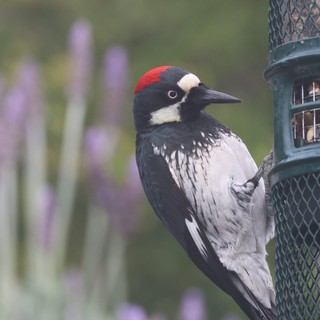 Acorn Woodpecker Visiting Garden Bird Feeder