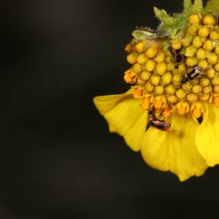 Bee and Bug Collecting Pollen on Vibrant Yellow Flower