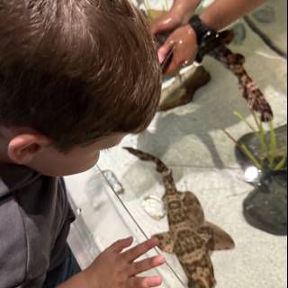 Aquatic Wonders