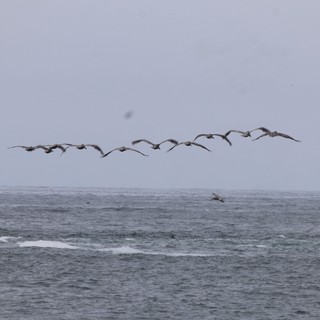 Pelican Squadron Skims Over Stormy Pacific Waters