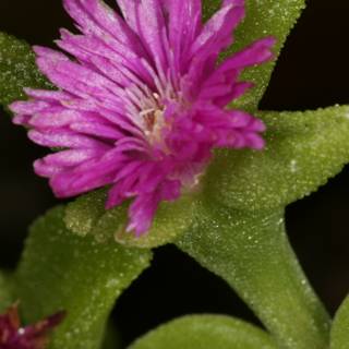 Pink Geranium in Bloom
