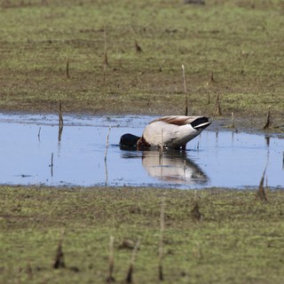 Northern Pintail Duck Foraging in Shallow Wetland Pool