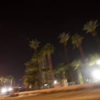 Blurry Palm Trees at Night