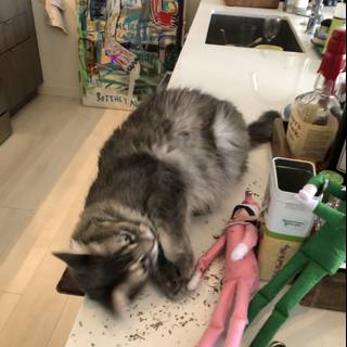 Feline Friend Next to Toy