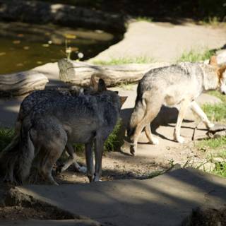 Canine Companions at the SF Zoo