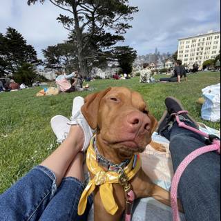 A Relaxing Day at Alamo Square with Man's Best Friend