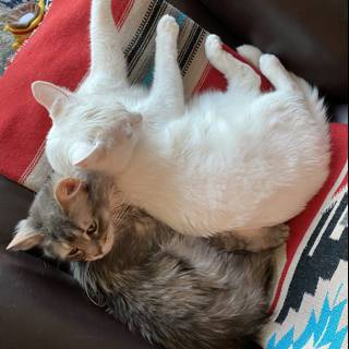Cozy Cats on the Couch
