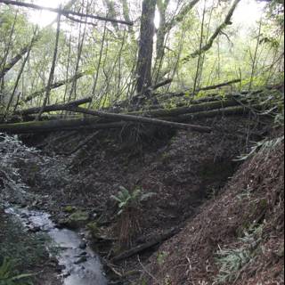 Serene Stream in a Lush Forest