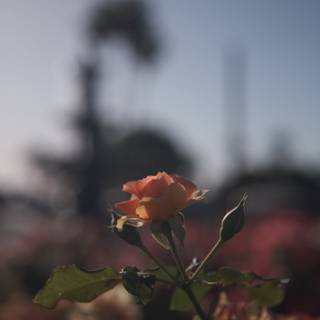Radiant Rose in Full Bloom