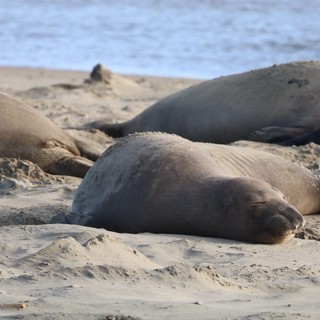Elephant Seal Resting Peacefully on Sandy Beach