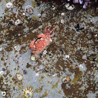 Red Rock Crab Clinging to Barnacle-Covered Tidepool Rock