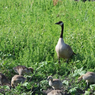 Canada Goose Family Foraging in Spring Grassland