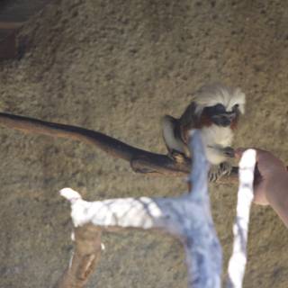 Mischievous Monkey at the Zoo