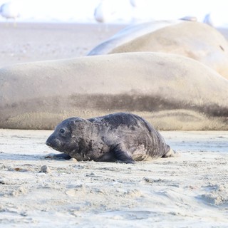 Newborn Elephant Seal Pup Resting Beside Mother
