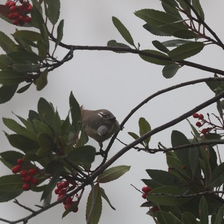 Small Bird Perched Among Red Berries and Green Leaves