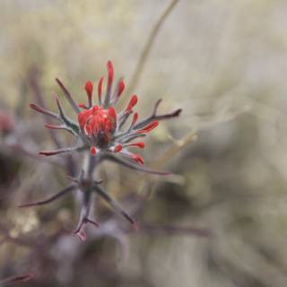 Vibrant Red Flower Blooms in the Desert Sands