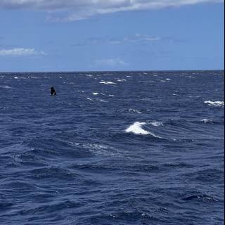 Soaring Above the Pacific