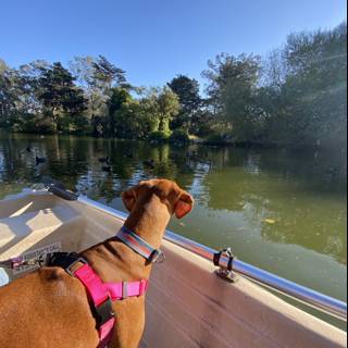 Pink-Harnessed Pup Sails the San Francisco Bay