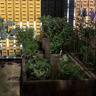 A Herb Garden in the City