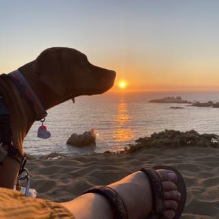 Canine Companion at Sunset Beach