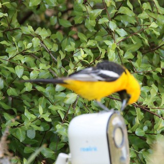 Hooded Oriole in Flight Captured Mid-Motion