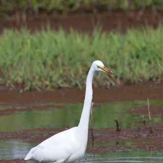 Great Egret Wading in Shallow Wetland Waters