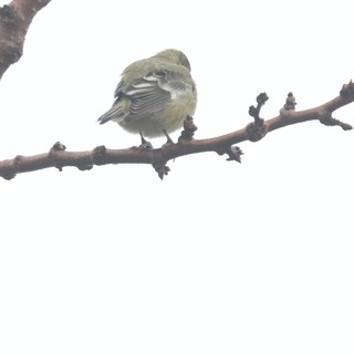 Fluffed Warbler Resting on Winter Branch