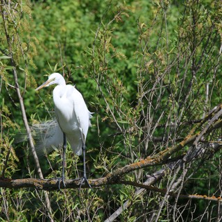 Great Egret Perched Among Spring Willows at Dusk