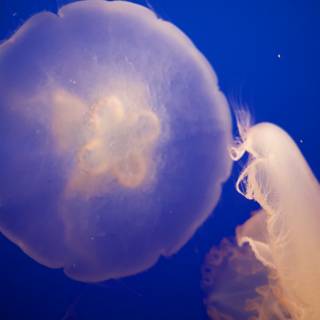 Ethereal Encounter: Jellyfish and Flower