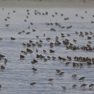 Dance of the Shorebirds