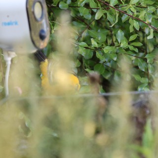 Hooded Oriole Feeding Through Foliage at Dusk