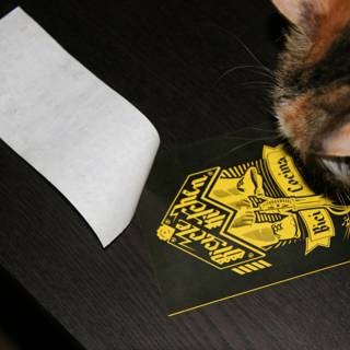 Curious Cat and the Sticker on the Table