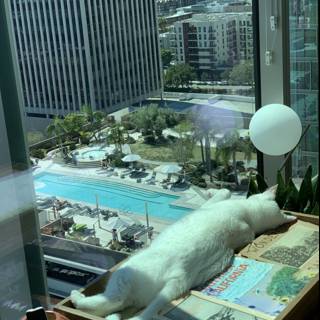 The White Cat Soaking up the Sun in the City