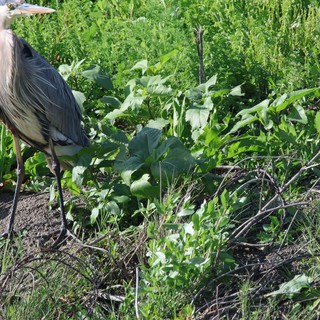 Great Blue Heron Foraging in Wetland Vegetation
