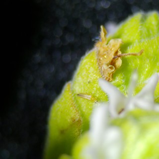 Extreme Macro: Thrips Pest on Flowering Plant Bud