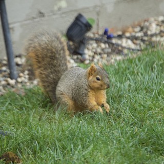 Fox Squirrel Foraging in Suburban Yard