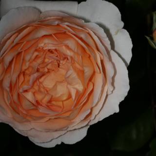 Radiant Orange Rose