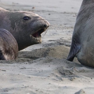 Elephant Seal Confrontation at Drakes Beach