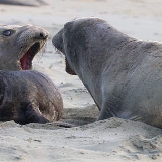 Elephant Seal Drama on Drakes Beach