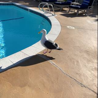 Seagull at the Pool