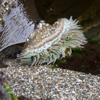 Sea Anemone Exposed in Rocky Tide Pool