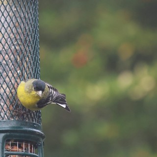 Siskin Feeding at Garden Bird Feeder